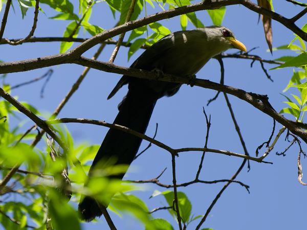 <h3><a href="/trips/tanzania/biota/animalia/chordata/aves/030 cuculiformes/001 cuculidae/ceuthmochares australis/ceuthmochares australis-nl.html">Ceuthmochares&nbsp;australis</a> / Green&nbsp;malkoha / Groene&nbsp;geelsnavelmalkoha</h3>OM-1 Mark II met OLYMPUS M.150-400mm F4.5, 1/2000 sec  bij F4.5, ISO 500, afstand 10.7&nbsp;m